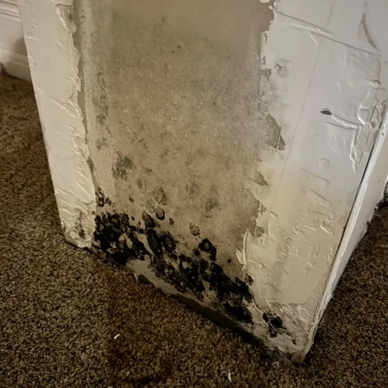 Professional Mold Removal in Citra, FL